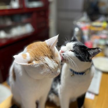 （リアル）命繋いだ！にゃん！