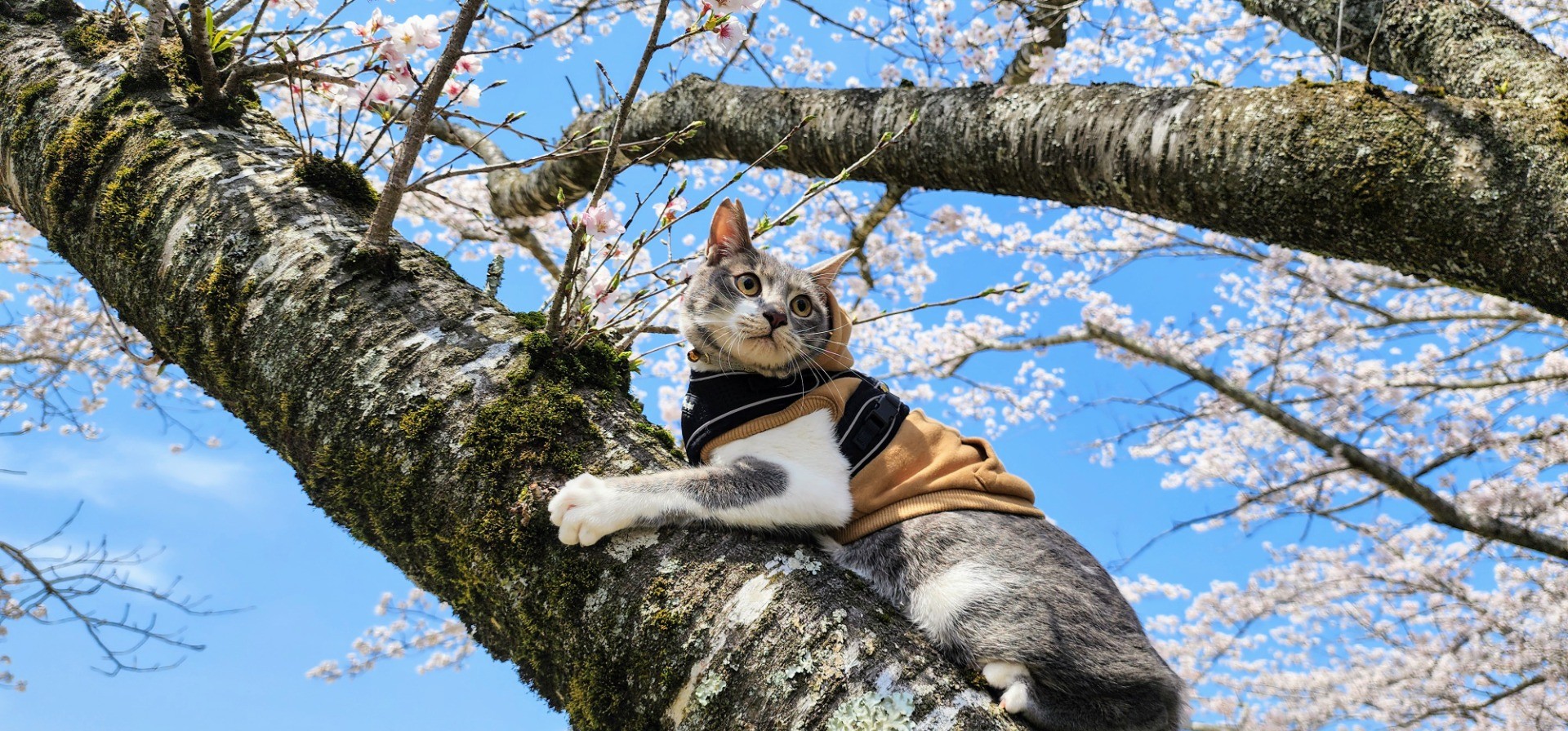 さくらねこ