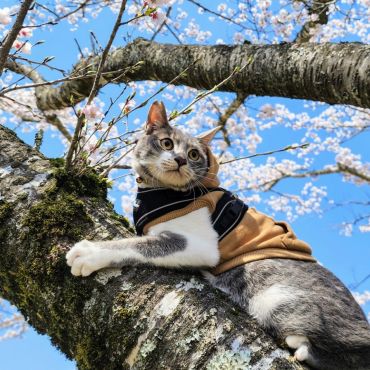さくらねこ