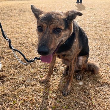 沖縄出身でかめ中型犬☆タマキ里親さん！募集中