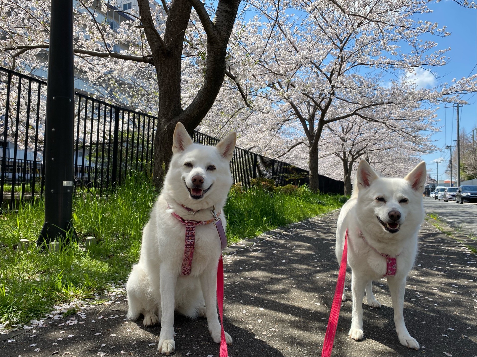 満開の桜と満開の笑顔！