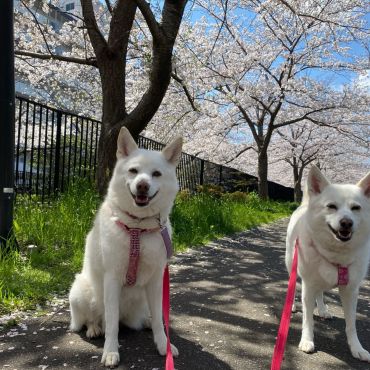 満開の桜と満開の笑顔！