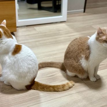 ＴＮＲの輪