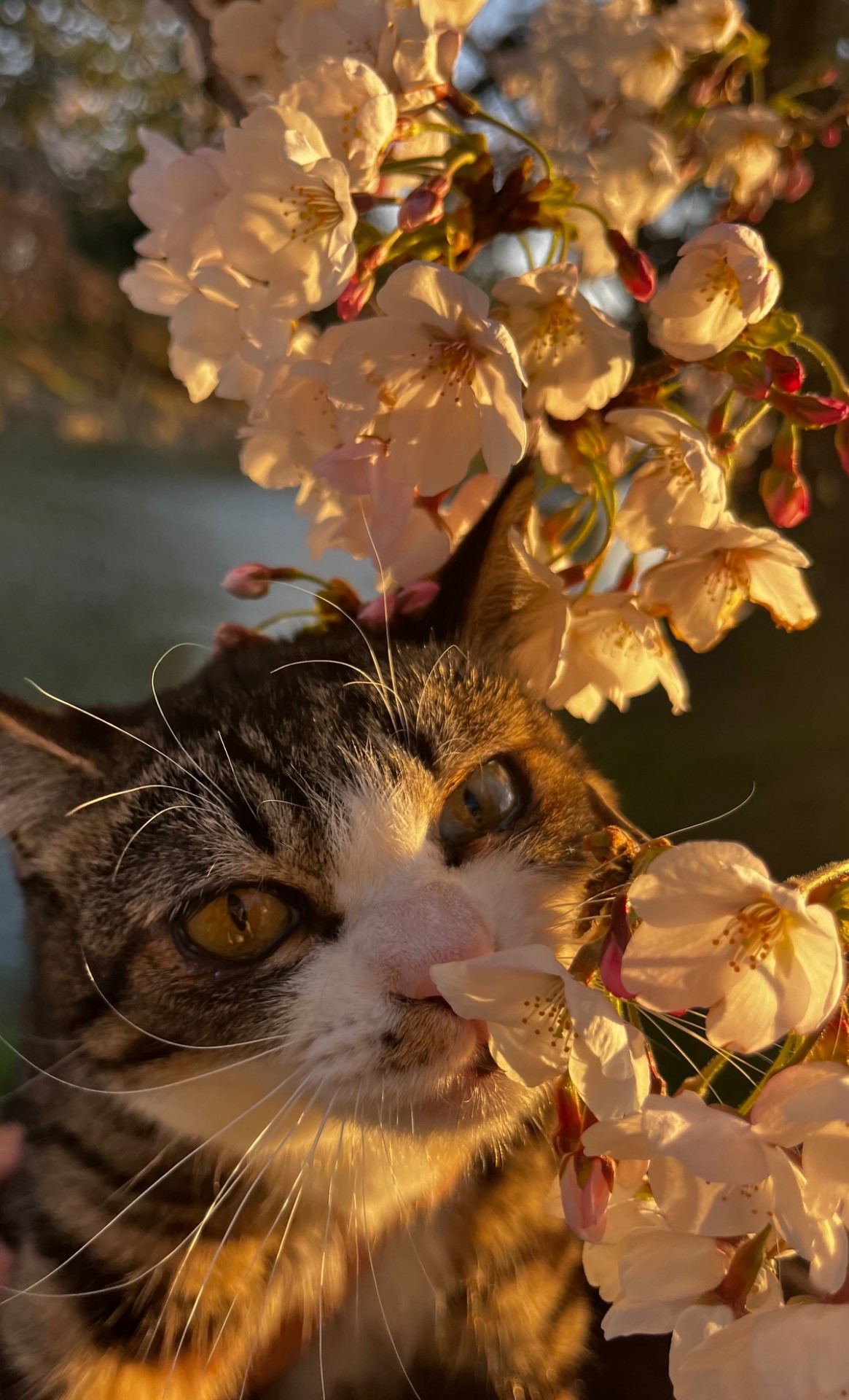 春の訪れに興味津々🌸