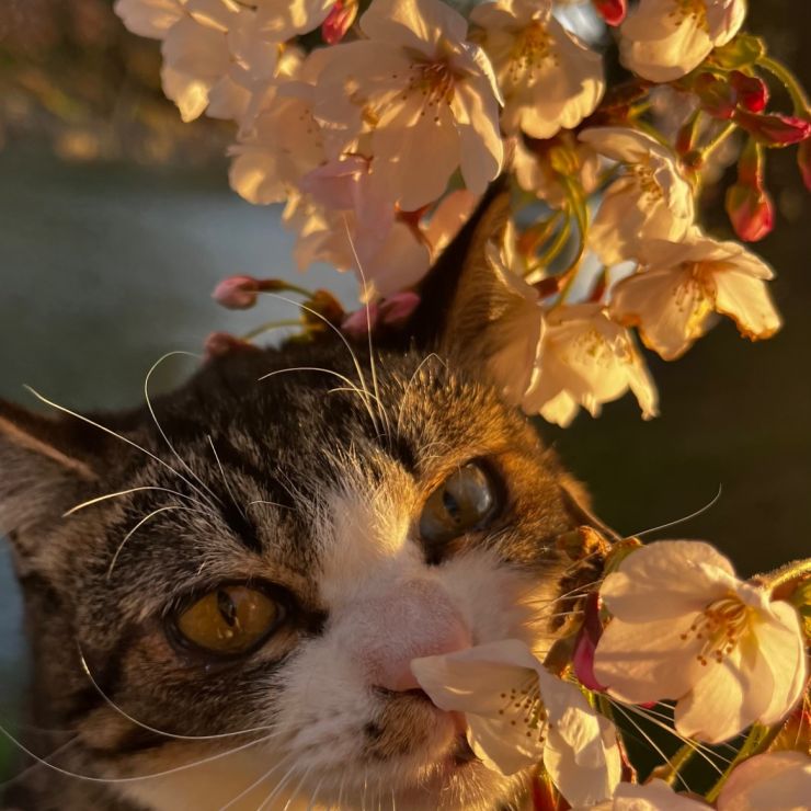 春の訪れに興味津々🌸