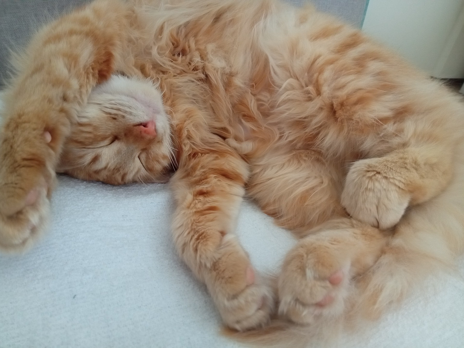 家族に迎え入れたのは猫の日