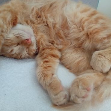 家族に迎え入れたのは猫の日