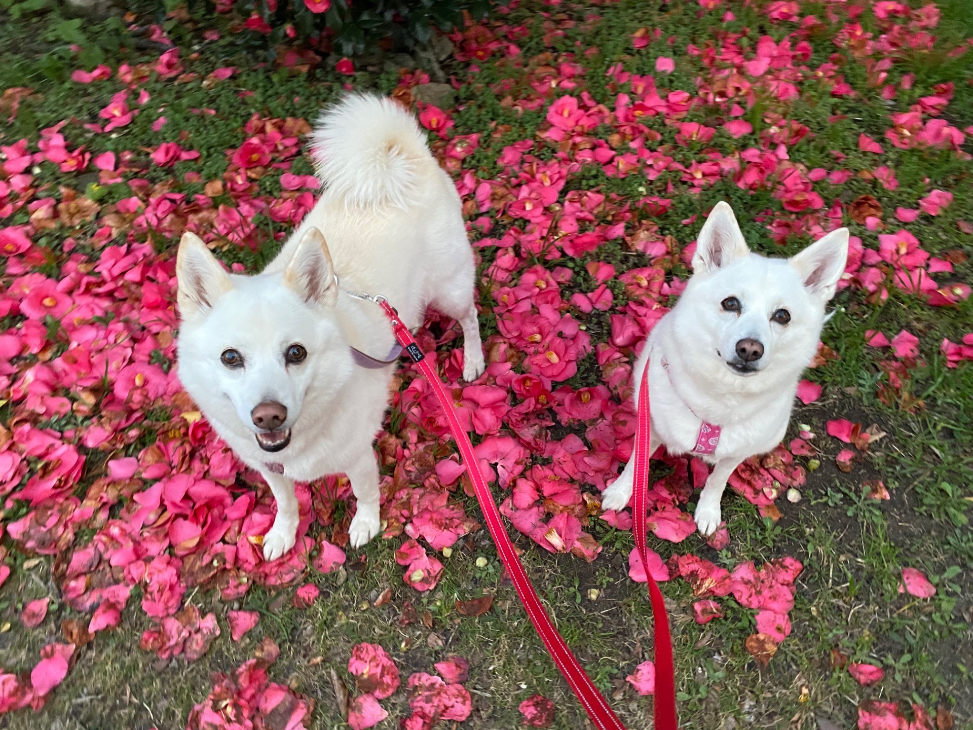 散歩道　愛犬彩る　落ち椿