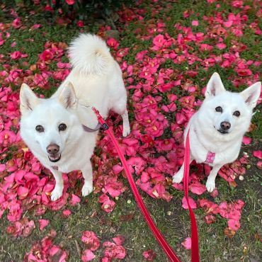 散歩道　愛犬彩る　落ち椿