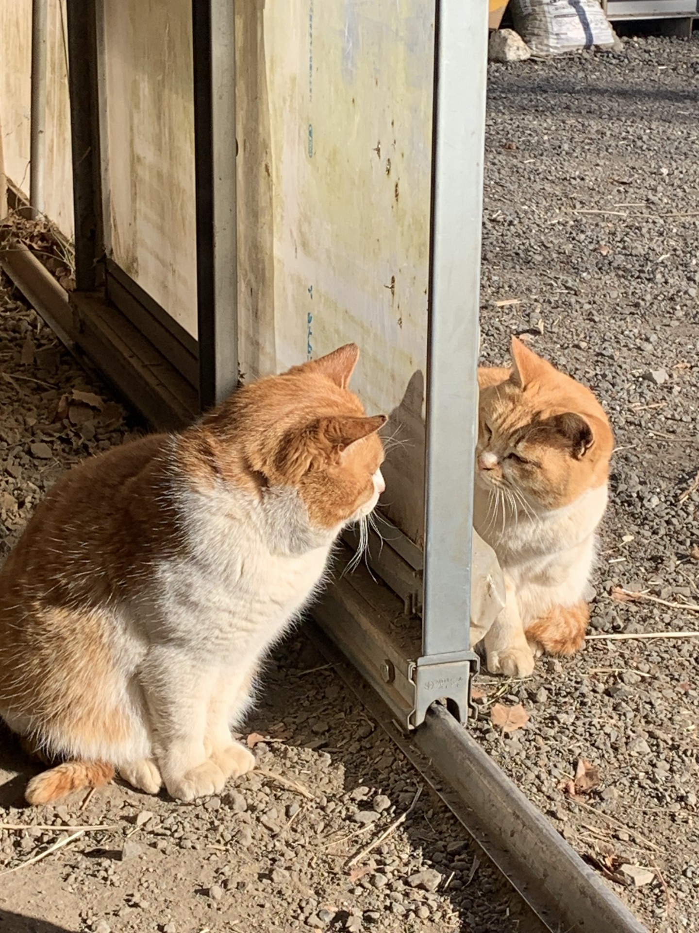 鏡の国の猫
