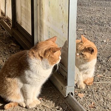 鏡の国の猫