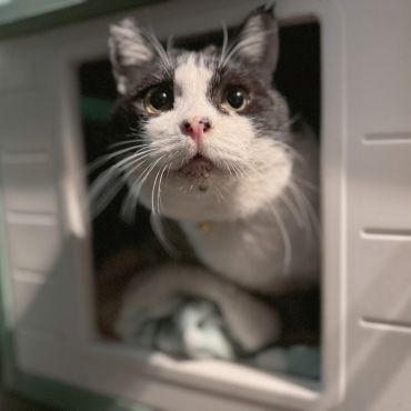 今日もごはんくださいな
