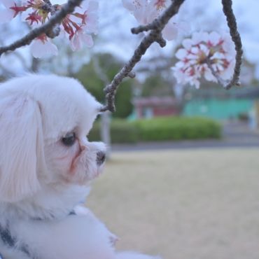 あなたが初めて見る春