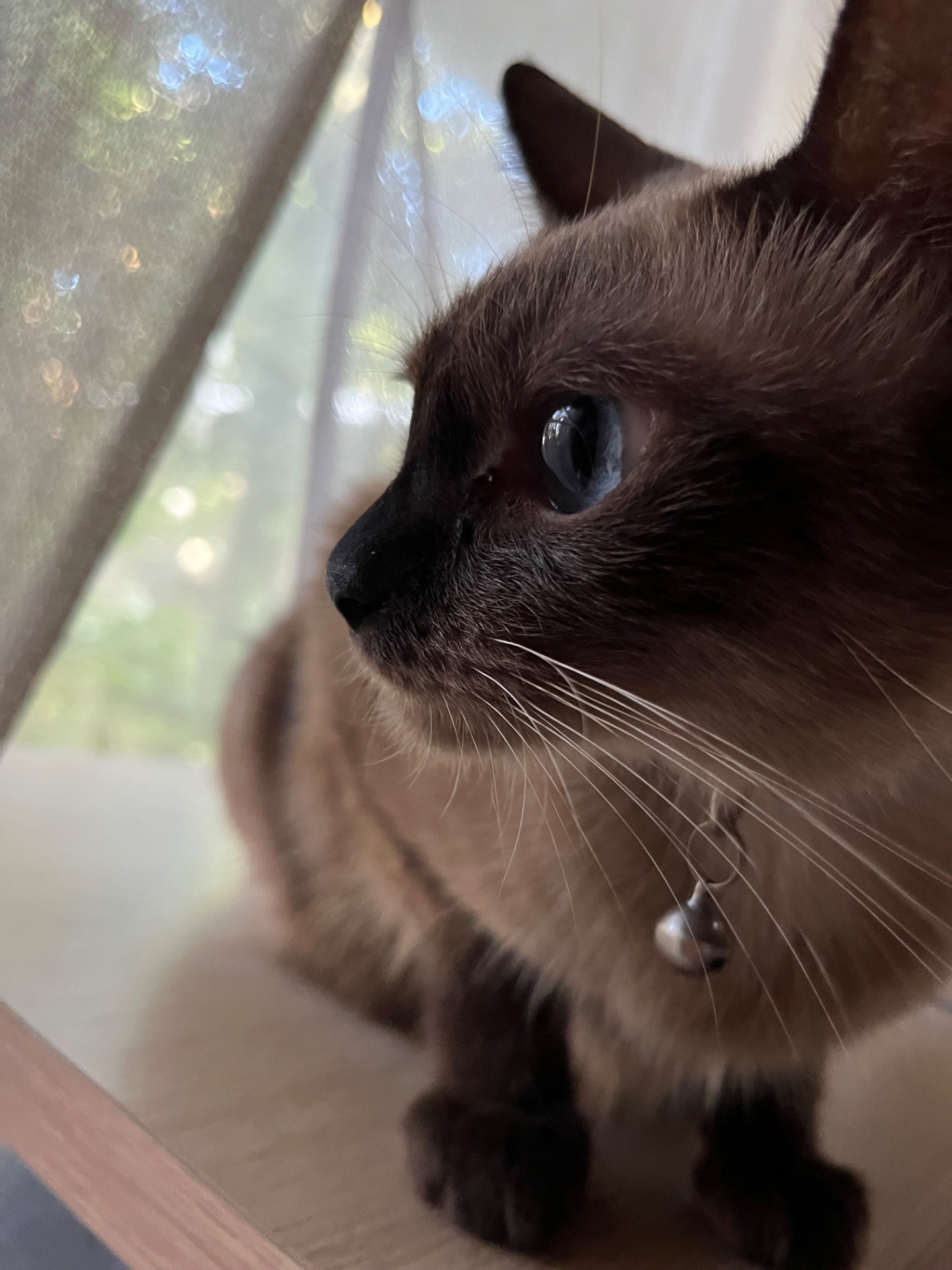 たそがれにゃんこ
