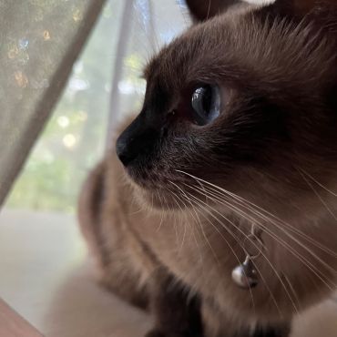 たそがれにゃんこ