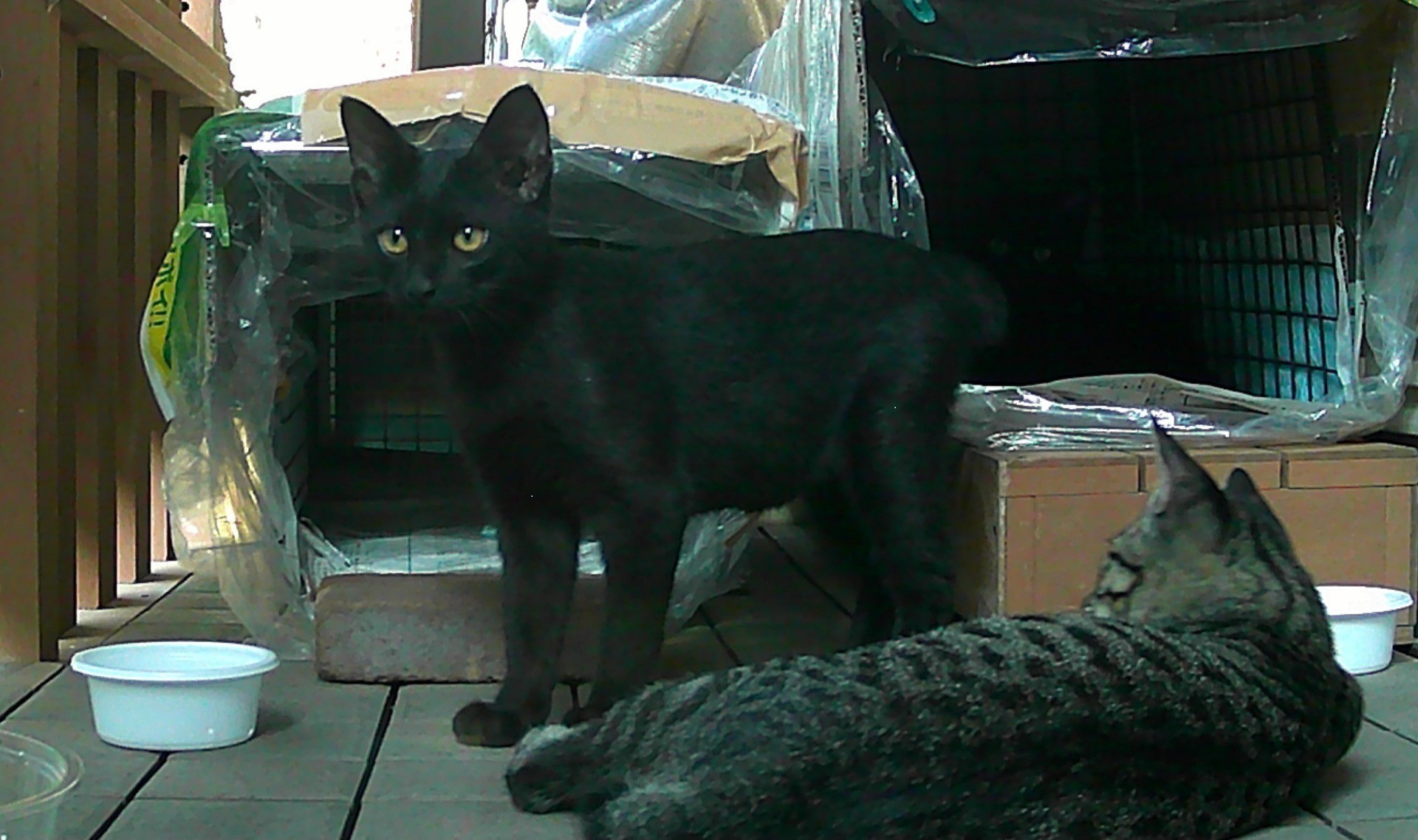 黒猫親子猫