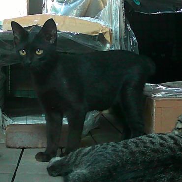 黒猫親子猫