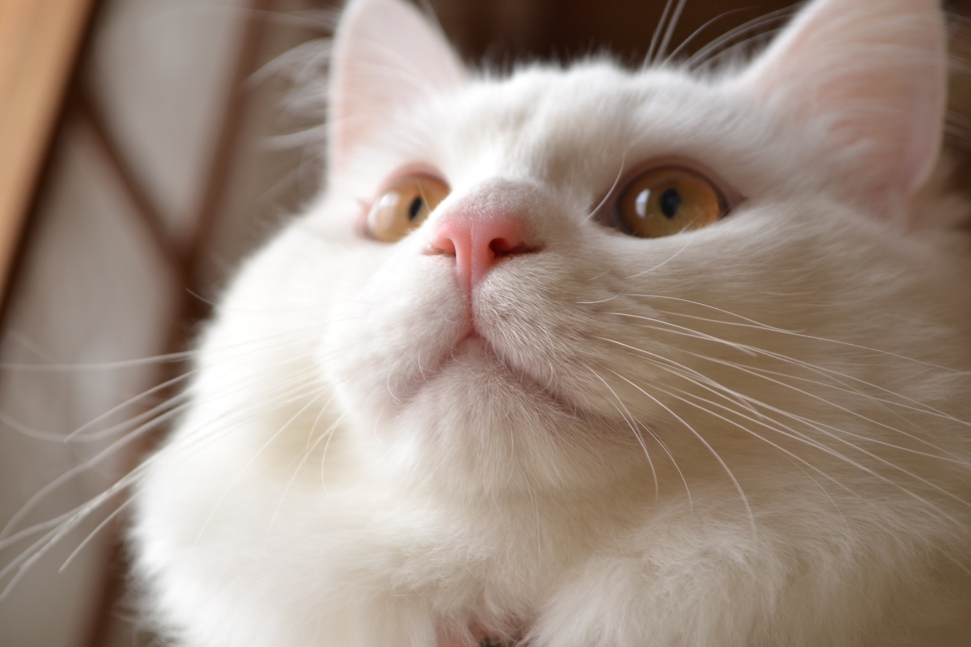 しろねこフクちゃんのアップ