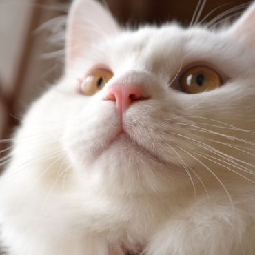 しろねこフクちゃんのアップ