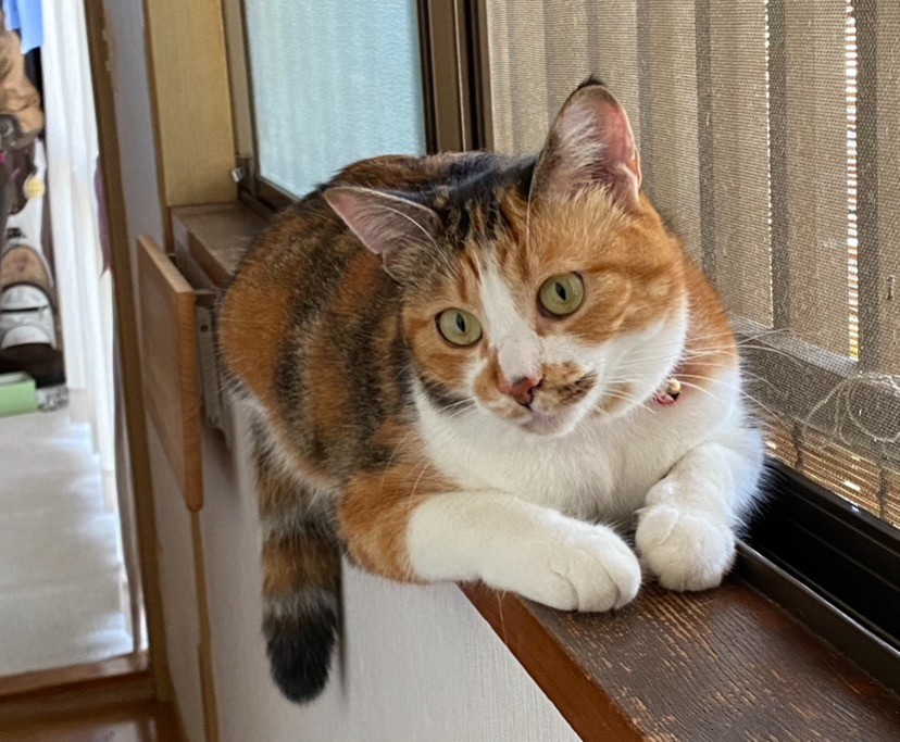 窓辺の猫