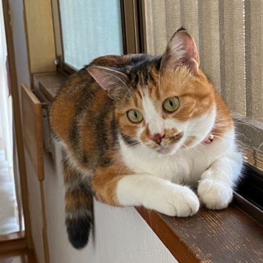窓辺の猫