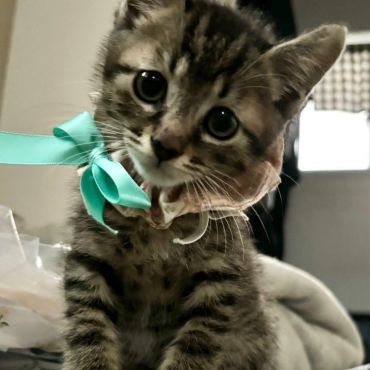 しあわせにゃんこ