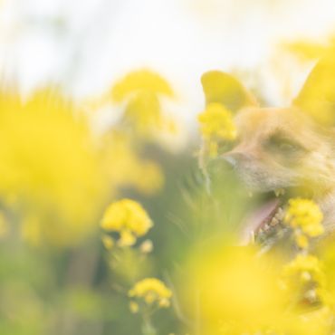 菜の花畑で