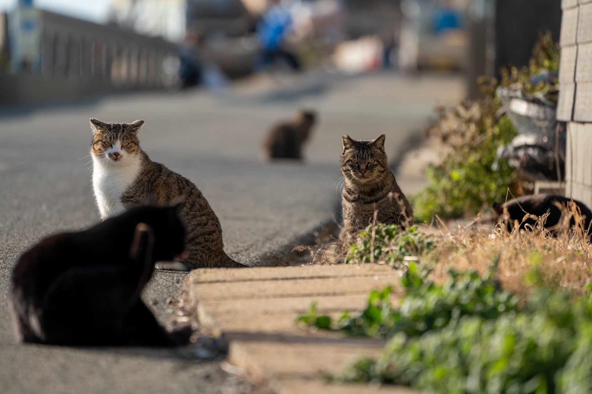 さくらねこの島