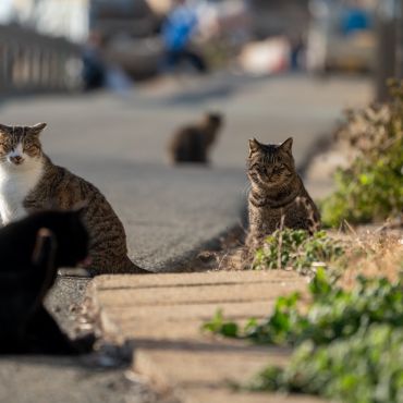 さくらねこの島