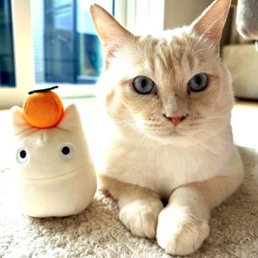 似てるかにゃ🐾