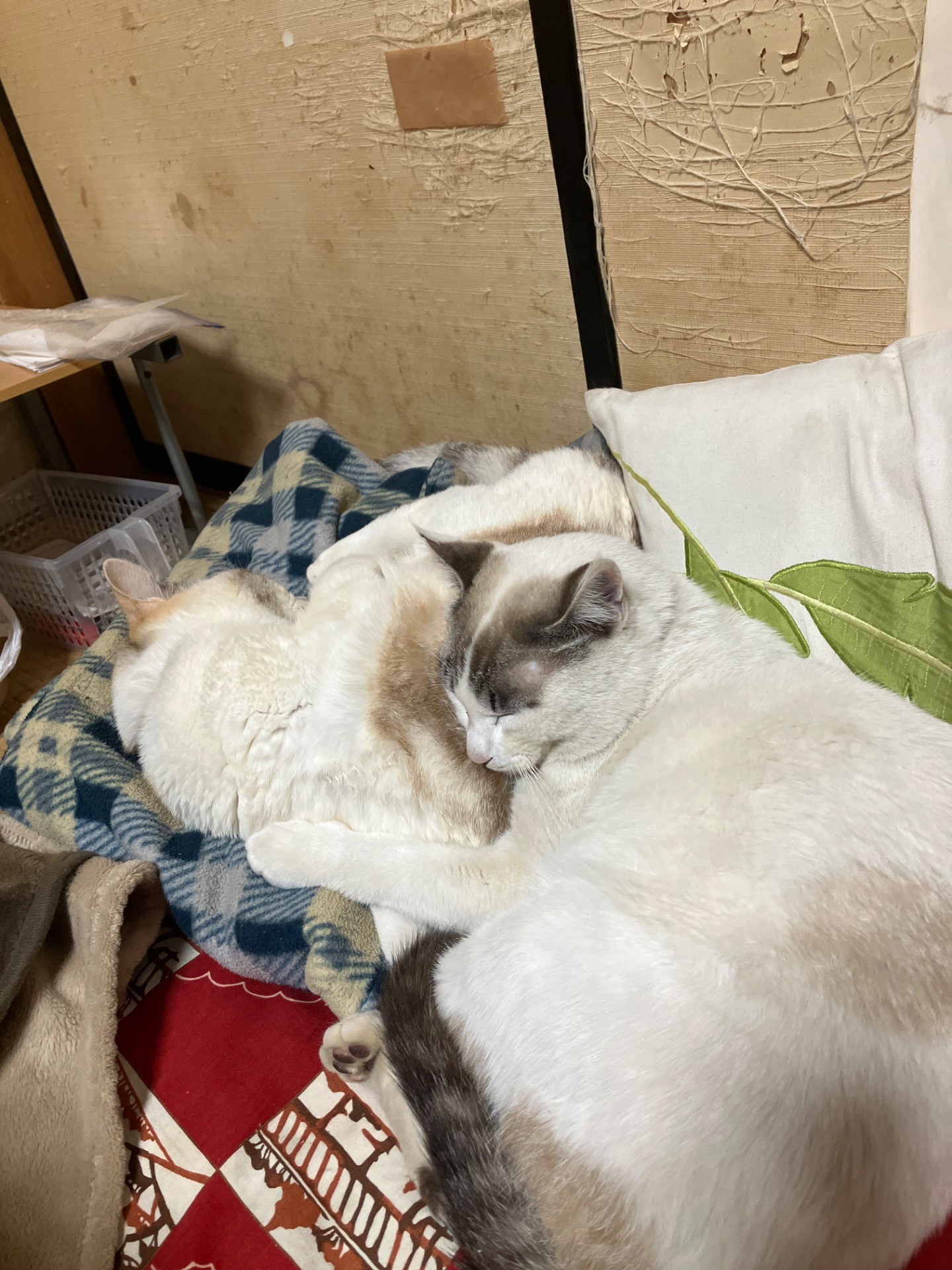 いつも一緒