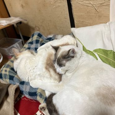 いつも一緒