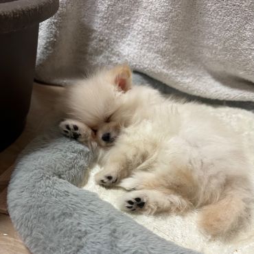 うでまくら