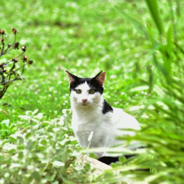 美、猫