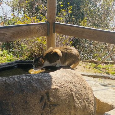 とある神社のねこ