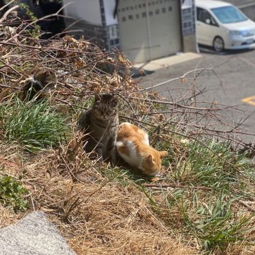 とある神社のねこ
