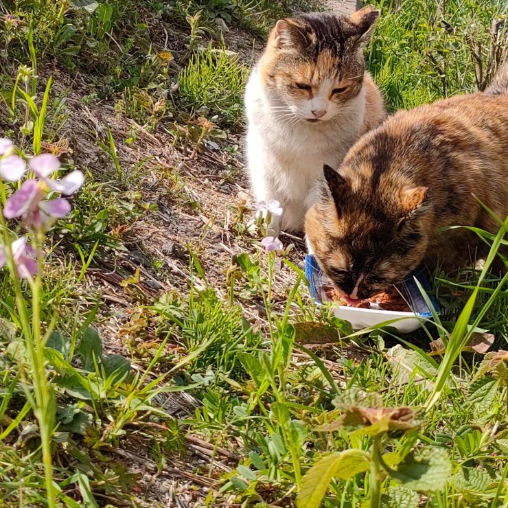 春が来たね