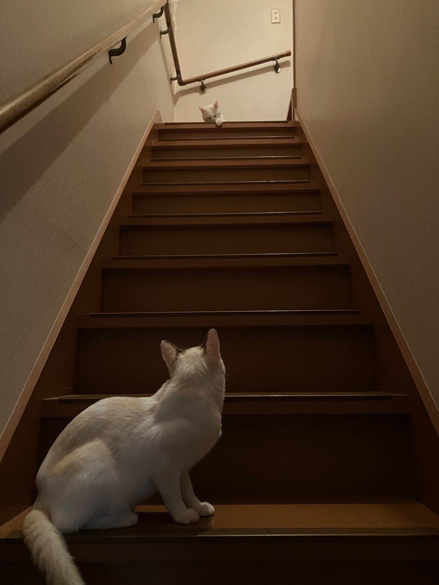 なんでこにゃいの？