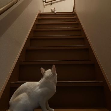 なんでこにゃいの？