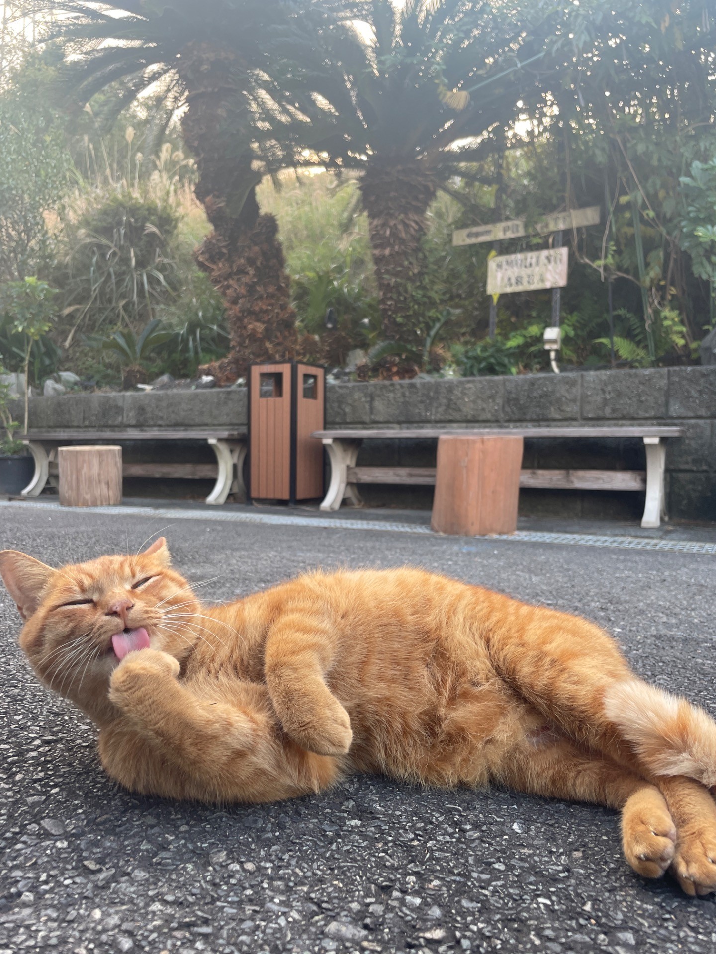 ぺろっ