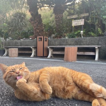 ぺろっ