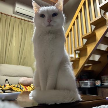 おしりトントンして