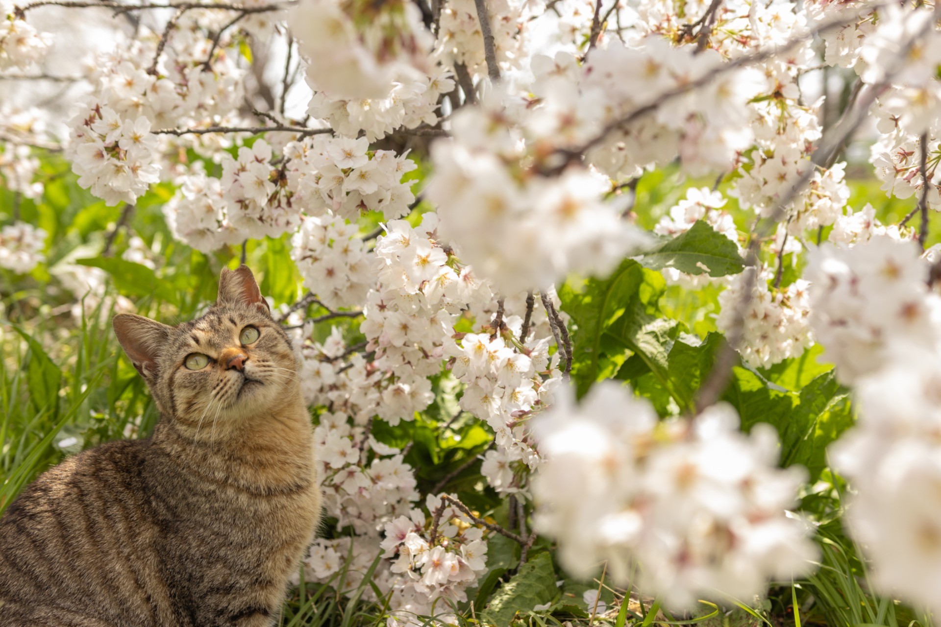 桜に囲まれて