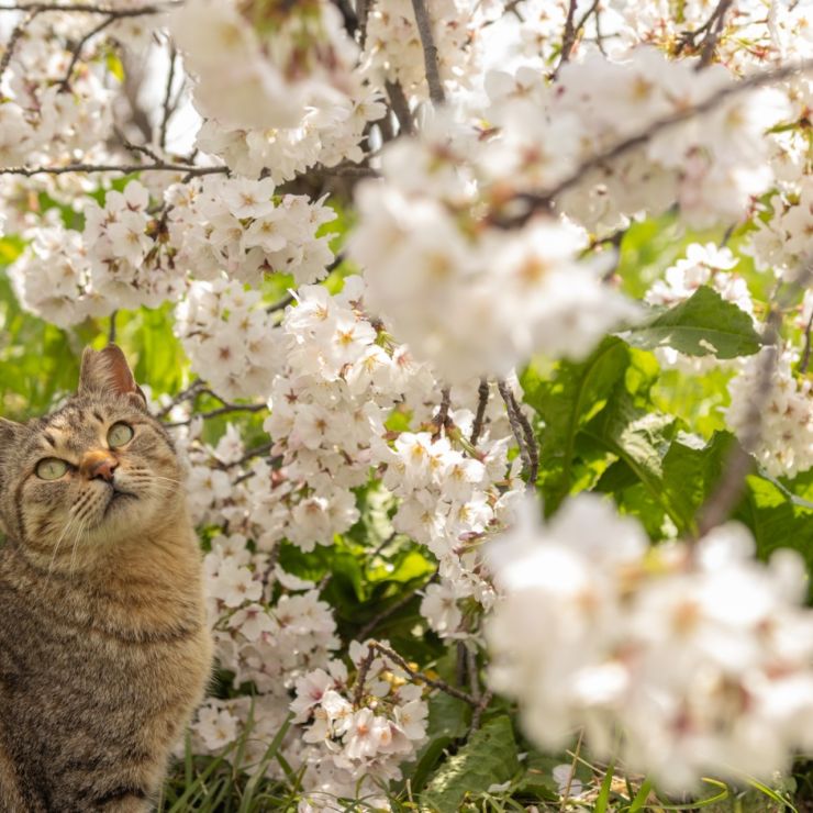桜に囲まれて
