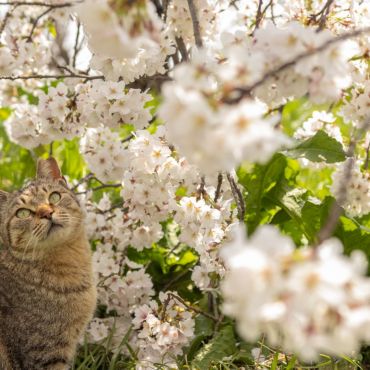 桜に囲まれて