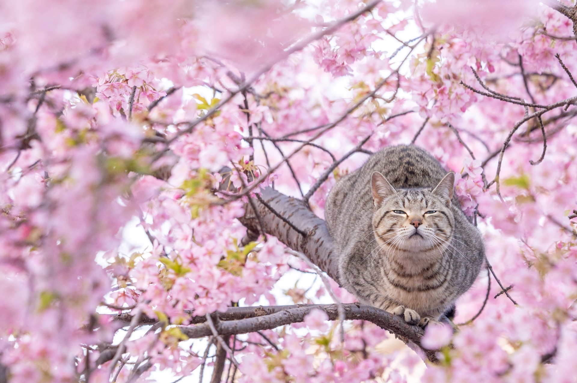「花より団子」