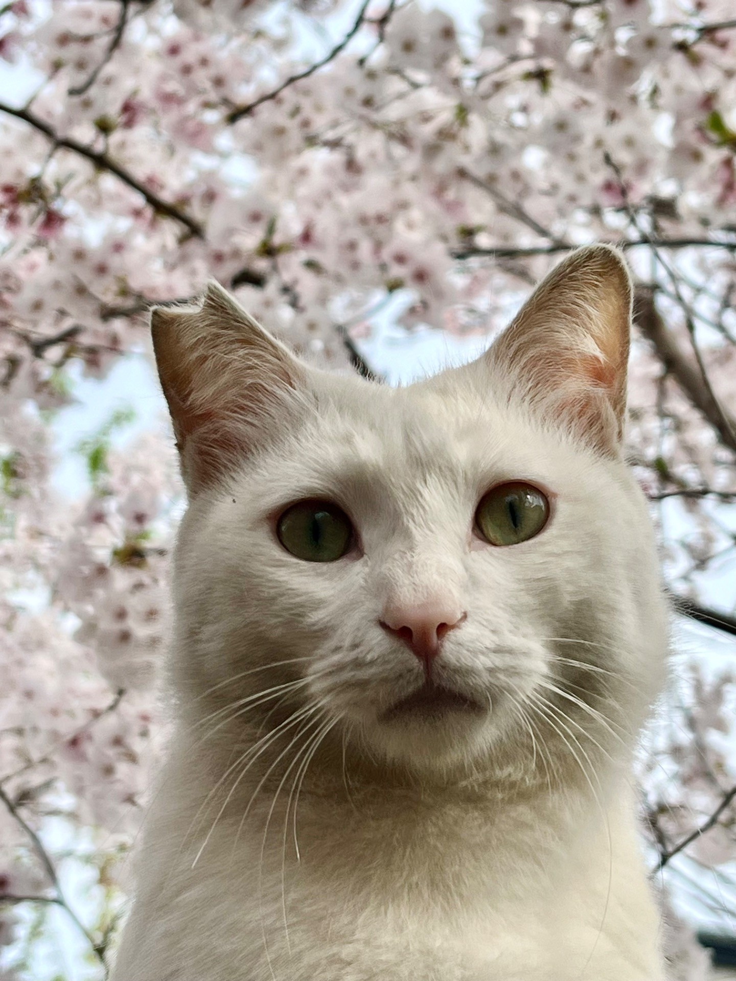 桜とさくらねこ🌸