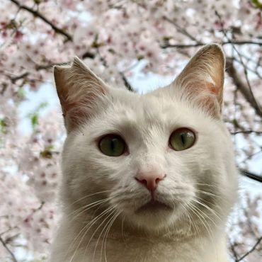 桜とさくらねこ🌸