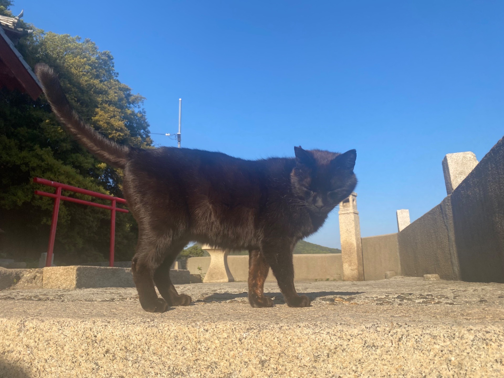 とある神社の地域猫