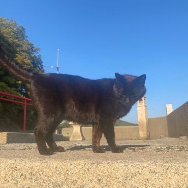 とある神社の地域猫